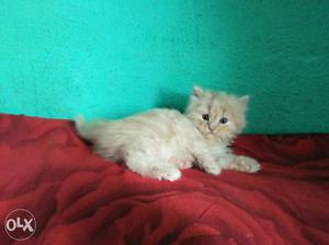 I have Persian cat kittens male for sale