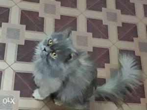 Long-furred Gray Cat