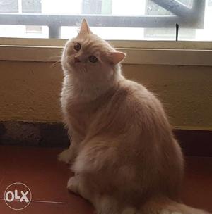 Male Persian Cat - Less than a year old with accessories