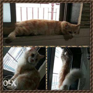 Male Persian kitten, doll face, 8 months old.