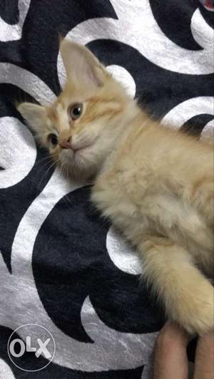 Orange Tabby Kitten