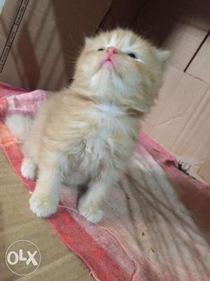 PERSIAN KITTENS 20 days age if want contct me