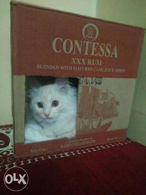 Percian cat male 2 month