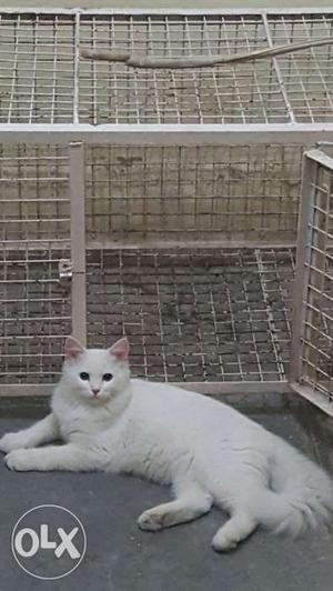 Persian 6month cat