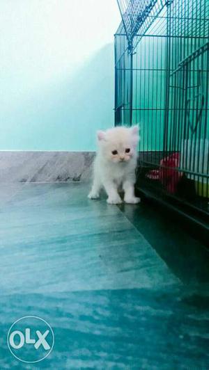 Persian Cat 2.30 Month Age only