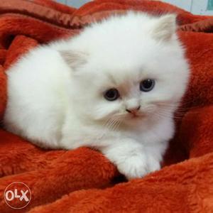 Persian Male Kitten 2 month old
