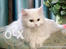 Persian cat Male mating available