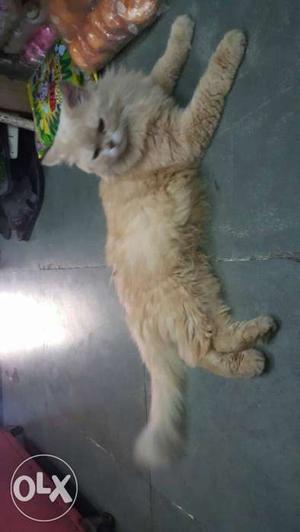 Persian cat golden colour urgent sell (male)