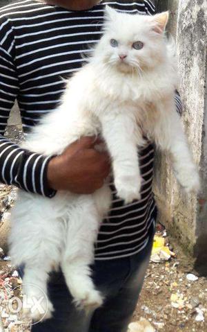 Persian cat long coat