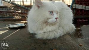 Persian cats 15k for pair 2+ yrs female pregnancy expected