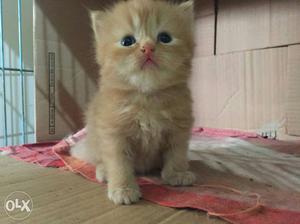 Persian kitten 15 days age