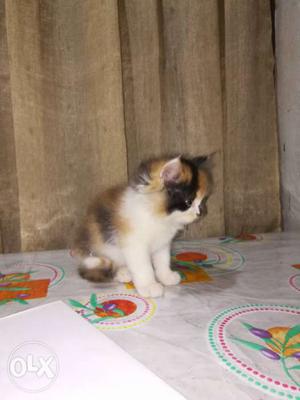 Persian kitten female with mixed colour