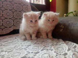 Persian kitten for new home