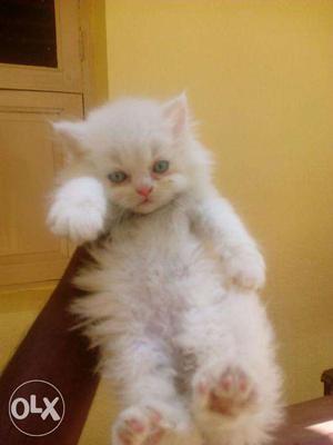 Persian kitten for sale