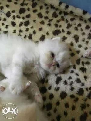 Persian kitten semi punch 1 month semi punch