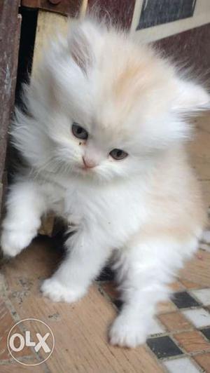 Persian kitten snow white