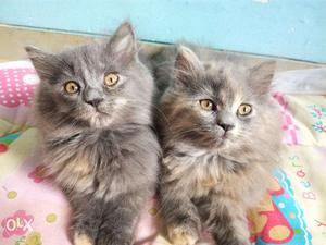 Persian kittens for sale prize negotiable
