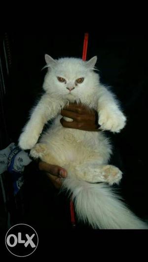 Pure Breed 2 young cats only 6k and elder cat for only10k.