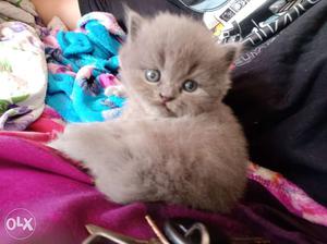 Pure Doll Face Persian kitten... heavy fur