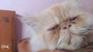 Pure Persian male Available for Mating - not for