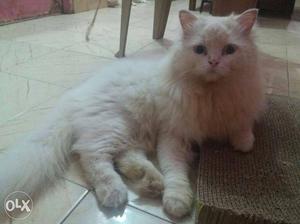 Pure Persian male available - Mating - not for sale.blue