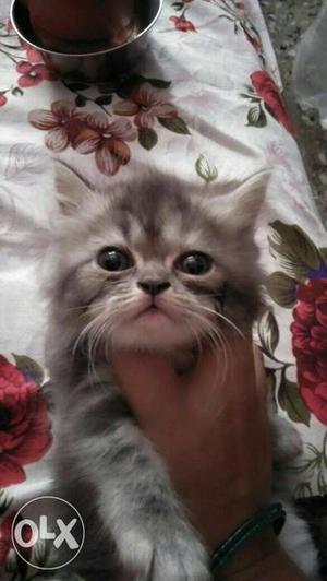Pure breed persian kittens for sale pair male