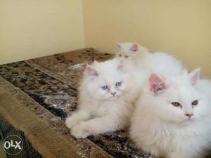 Pure white kitten