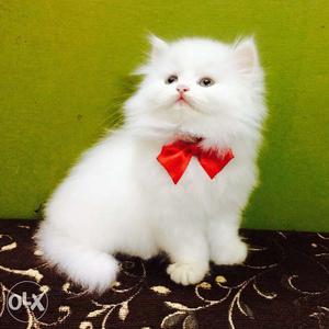Pure white persian kittens available