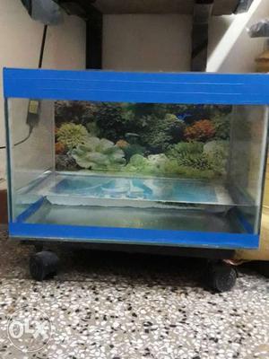 Rectangular Blue Framed Clear fish Tank Aquarium