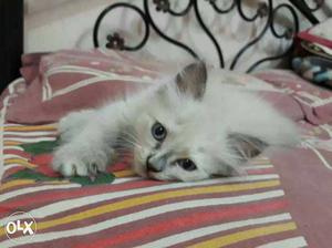 Sale for prashant cat (.5) contact number