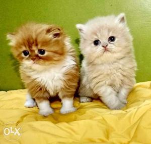 Semi punched persian kittens available