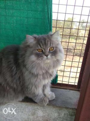 Serbian Cat 4 months old Male Price Slightly