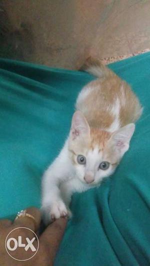 Short-coated White And Orange Kitten