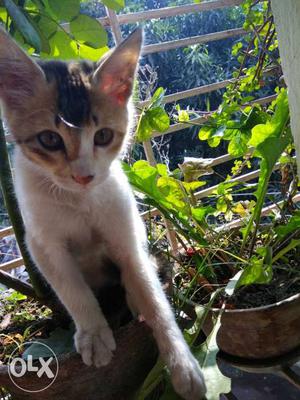 Sweet looking cute kitten of 3 months...purly