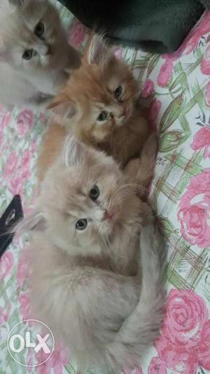 Three Orange Short-fur Kittens