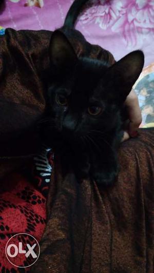 Three months old black kitten