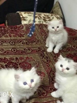 Three top quality persian cats.  rs each.