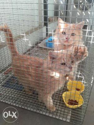 Two Orange Tabby Kittens for sale