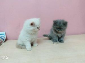 Two White And Gray Kittens no barging 2 months old