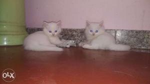 Two White Tabby Cats 8 5k 9r 28ht