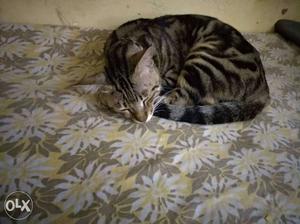 Want to sell my Bengal cat 7 months old very