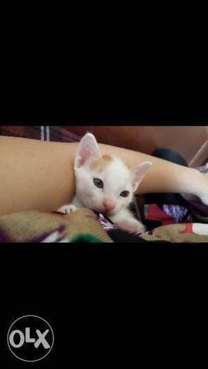 White And Orange Tabby Kitten