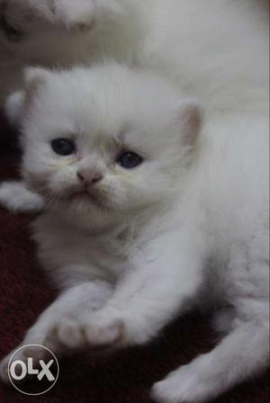 White Fur Kittens