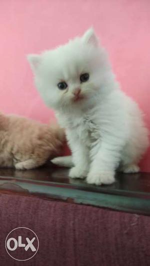 White and fawn pure breed kittens Available