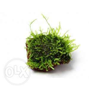 Java moss aquarium plant for sell