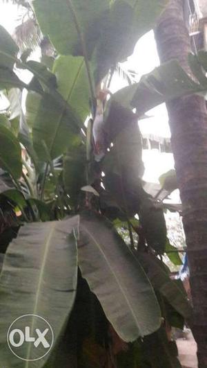 Home grown organic banana plant