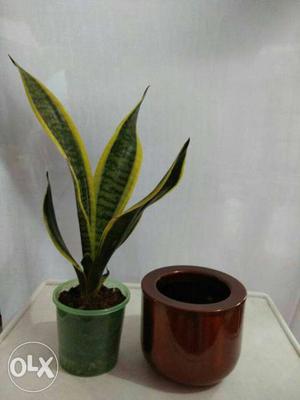 Natural plant in a good quality with brand new steel pot