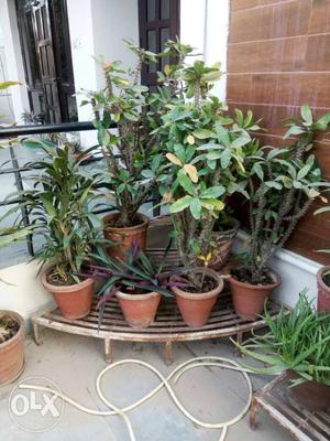Plants for sale, moving out