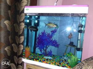 17 inch aquarium with all accessories and all fish