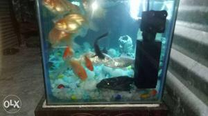 2 feet Aqurioum for sale with stand and fish n